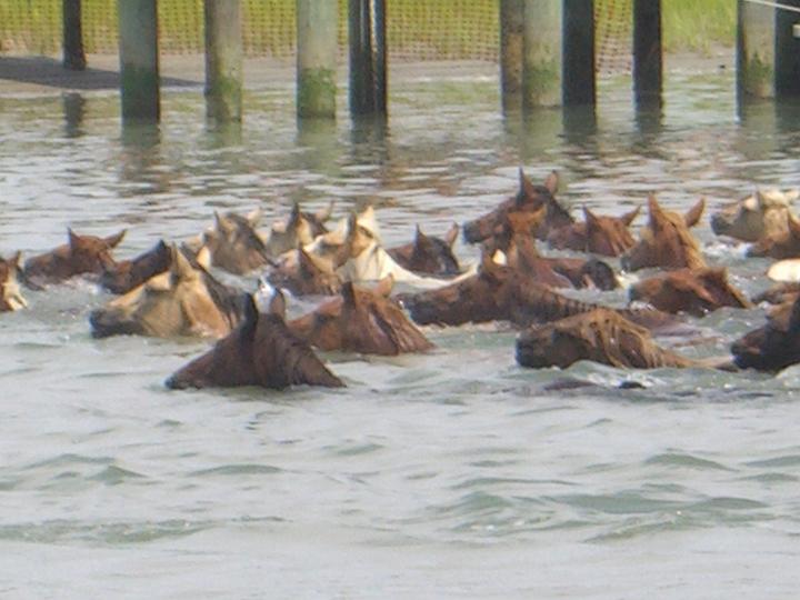 Chincoteague Pony Swim July 2007 057.JPG